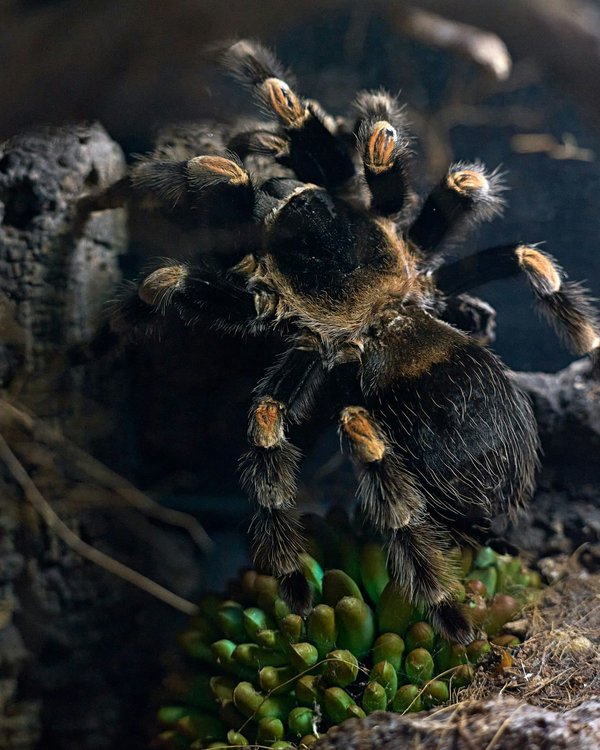 What Are the Best Practices for Keeping a Pet Tarantula in a Temperate Climate?