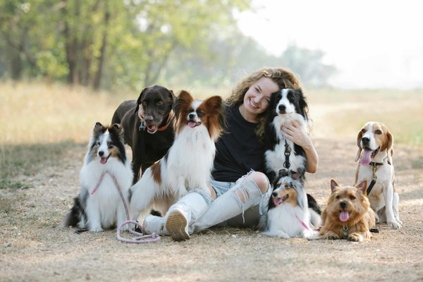 What's the Correct Way to Teach an Old English Sheepdog to Herd Livestock?
